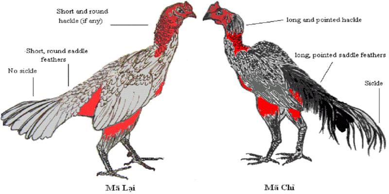 Từng loại gà sẽ có một cách nuôi khác nhau