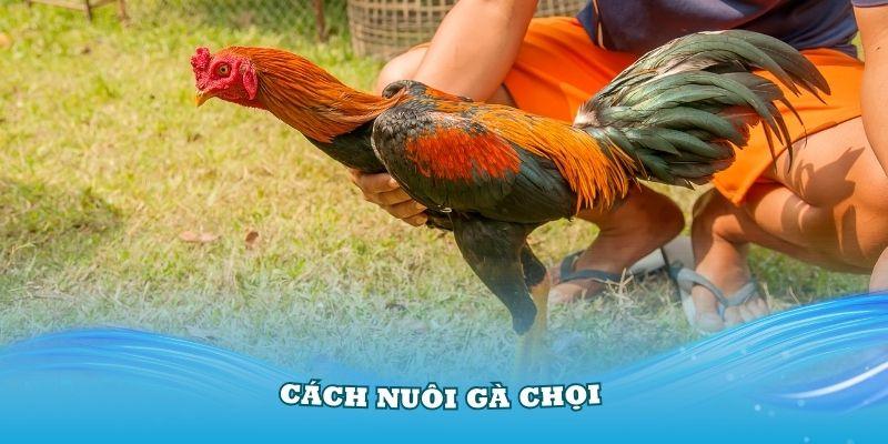 Cách Nuôi Gà Chọi - Kinh Nghiệm Đào Tạo Gà Chiến Cho Sư Kê