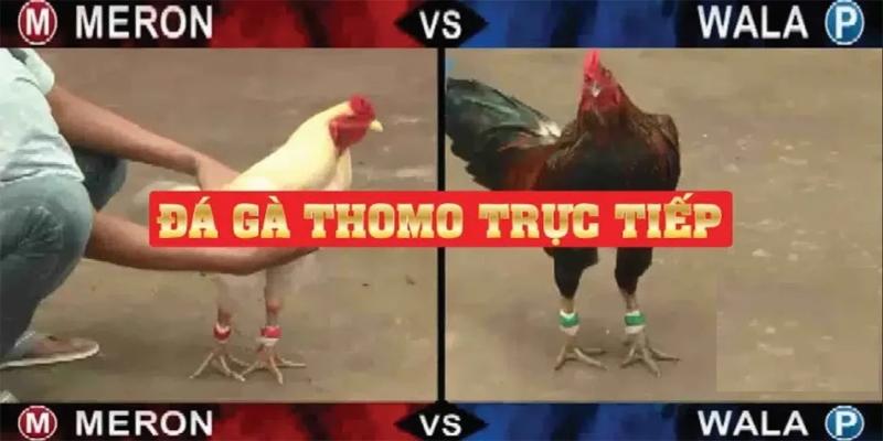 Quy tắc đặt cược cho kê thủ tại thomo